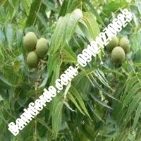 خرید نهال گردو ارکا پیوندی - نهالستان بانک گردو خرید نهال گردو ارکا پیوندی - نهالستان بانک گردو