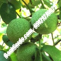 خرید نهال گردو استن پیوندی نهالستان بانک گردو خرید نهال گردو استن پیوندی نهالستان بانک گردو