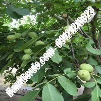 خرید نهال گردو بیلجک ترکیه پیوندی - نهالستان بانک گردو