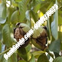 خرید نهال گردو دماوند پیوندی - نهالستان بانک گردو خرید نهال گردو دماوند پیوندی - نهالستان بانک گردو