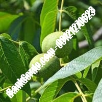 خرید نهال گردو زودبازده پیوندی - نهالستان بانک گردو خرید نهال گردو زودبازده پیوندی - نهالستان بانک گردو