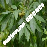 خرید نهال گردو سانلند پیوندی - نهالستان بانک گردو خرید نهال گردو سانلند پیوندی - نهالستان بانک گردو