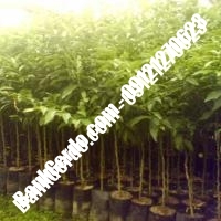 خرید نهال گردو سولانو پیوندی - نهالستان بانک گردو خرید نهال گردو سولانو پیوندی - نهالستان بانک گردو
