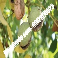 خرید نهال گردو سیبان سوئد پیوندی - نهالستان بانک گردو خرید نهال گردو سیبان سوئد پیوندی - نهالستان بانک گردو