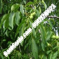 خرید نهال گردو سیسکو پیوندی نهالستان بانک گردو خرید نهال گردو سیسکو پیوندی نهالستان بانک گردو