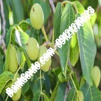 خرید نهال گردو شهمیرزاد پیوندی - نهالستان بانک گردو خرید نهال گردو شهمیرزاد پیوندی - نهالستان بانک گردو