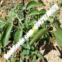 خرید نهال گردو فرانکت پیوندی - نهالستان بانک گردو خرید نهال گردو فرانکت پیوندی - نهالستان بانک گردو