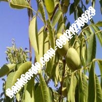 خرید نهال گردو فورت پیوندی - نهالستان بانک گردو خرید نهال گردو فورت پیوندی - نهالستان بانک گردو
