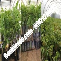 خرید نهال گردو هارتلی پیوندی - نهالستان بانک گردو خرید نهال گردو هارتلی پیوندی - نهالستان بانک گردو