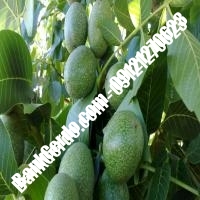 خرید نهال گردو پاین پیوندی - نهالستان بانک گردو خرید نهال گردو پاین پیوندی - نهالستان بانک گردو