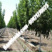 خرید نهال گردو پدرو پیوندی - نهالستان بانک گردو خرید نهال گردو پدرو پیوندی - نهالستان بانک گردو