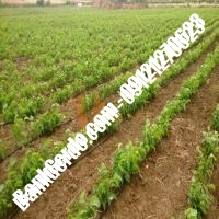 خرید نهال گردو چیکو پیوندی - نهالستان بانک گردو خرید نهال گردو چیکو پیوندی - نهالستان بانک گردو