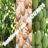 خرید نهال گردو ژنوتیپ رقم پیوندی - نهالستان بانک گردو خرید نهال گردو ژنوتیپ رقم پیوندی - نهالستان بانک گردو