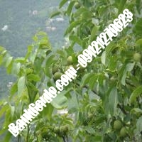 خرید نهال گردو کشت بافتی پیوندی - نهالستان بانک گردو خرید نهال گردو کشت بافتی پیوندی - نهالستان بانک گردو