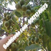 خرید گردو اصلاح شده پیوندی - نهالستان بانک گردو خرید گردو اصلاح شده پیوندی - نهالستان بانک گردو