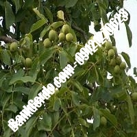 فروش نهال گردو ارکا پیوندی - نهالستان بانک گردو فروش نهال گردو ارکا پیوندی - نهالستان بانک گردو