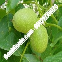 فروش نهال گردو اصلاح شده پیوندی - نهالستان بانک گردو فروش نهال گردو اصلاح شده پیوندی - نهالستان بانک گردو