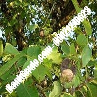 فروش نهال گردو بیلجک ترکیه پیوندی - نهالستان بانک گردو