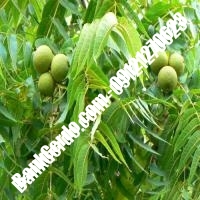 فروش نهال گردو جیلت پیوندی - نهالستان بانک گردو فروش نهال گردو جیلت پیوندی - نهالستان بانک گردو