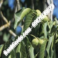 فروش نهال گردو دماوند پیوندی - نهالستان بانک گردو فروش نهال گردو دماوند پیوندی - نهالستان بانک گردو