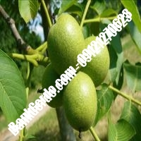 فروش نهال گردو دیرگل پیوندی - نهالستان بانک گردو فروش نهال گردو دیرگل پیوندی - نهالستان بانک گردو