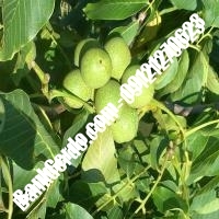 فروش نهال گردو سانلند پیوندی - نهال تاسن بانک گردو فروش نهال گردو سانلند پیوندی - نهال تاسن بانک گردو