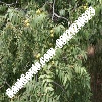 فروش نهال گردو سر پیوندی - نهالستان بانک گردو فروش نهال گردو سر پیوندی - نهالستان بانک گردو