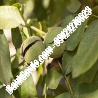 فروش نهال گردو سولانو پیوندی - نهالستان بانک گردو فروش نهال گردو سولانو پیوندی - نهالستان بانک گردو