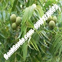 فروش نهال گردو شارج پیوندی - نهالستان بانک گردو فروش نهال گردو شارج پیوندی - نهالستان بانک گردو