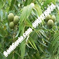 فروش نهال گردو فرانکت پیوندی - نهالستان بانک گردو فروش نهال گردو فرانکت پیوندی - نهالستان بانک گردو