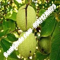 فروش نهال گردو لارا پیوندی - نهالستان بانک گردو فروش نهال گردو لارا پیوندی - نهالستان بانک گردو