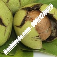 فروش نهال گردو هوارد پیوندی - نهالستان بانک گردو فروش نهال گردو هوارد پیوندی - نهالستان بانک گردو