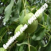 فروش نهال گردو وینا پیوندی - نهالستان بانک گردو فروش نهال گردو وینا پیوندی - نهالستان بانک گردو