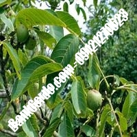 فروش نهال گردو پاین پیوندی - نهالستان بانک گردو فروش نهال گردو پاین پیوندی - نهالستان بانک گردو