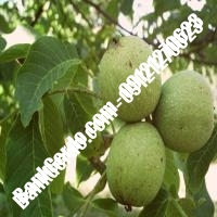 فروش نهال گردو چیکو پیوندی - هالستان بانک گردو فروش نهال گردو چیکو پیوندی - هالستان بانک گردو