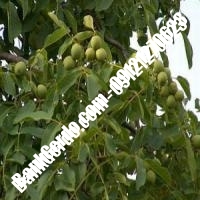فروش نهال گردو ژنوتیپ برتر پیوندی - نهالستان بانک گردو فروش نهال گردو ژنوتیپ برتر پیوندی - نهالستان بانک گردو