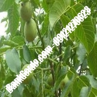 فروش نهال گردو یالووا ترکیه پیوندی - نهالستان بانک گردو فروش نهال گردو یالووا ترکیه پیوندی - نهالستان بانک گردو