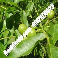 قیمت نهال گردو ارمنستان پیوندی - نهالستان بانک گردو قیمت نهال گردو ارمنستان پیوندی - نهالستان بانک گردو