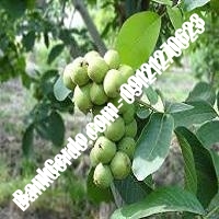 قیمت نهال گردو ارکا پیوندی - نهالتان بانک گردو قیمت نهال گردو ارکا پیوندی - نهالتان بانک گردو