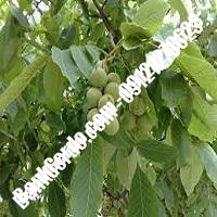 قیمت نهال گردو اسرائیلی پاکوتاه پیوندی - نهالستان بانک گردو قیمت نهال گردو اسرائیلی پاکوتاه پیوندی - نهالستان بانک گردو