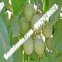 قیمت نهال گردو اصلاح شده پیوندی - نهالستان بانک گردو قیمت نهال گردو اصلاح شده پیوندی - نهالستان بانک گردو