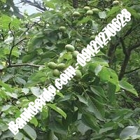 قیمت نهال گردو جیلت پیوندی - نهالستان بانک گردو قیمت نهال گردو جیلت پیوندی - نهالستان بانک گردو