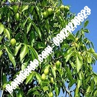 قیمت نهال گردو دماوند پیوندی نهالستان بانک گردو قیمت نهال گردو دماوند پیوندی نهالستان بانک گردو