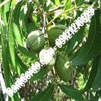 قیمت نهال گردو دیرگل پیوندی - نهالستان بانک گردو قیمت نهال گردو دیرگل پیوندی - نهالستان بانک گردو
