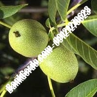 قیمت نهال گردو زودبازده پیوندی - نهالستان بانک گردو قیمت نهال گردو زودبازده پیوندی - نهالستان بانک گردو