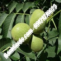 قیمت نهال گردو سانلند پیوندی - نهالستان بانک گردو قیمت نهال گردو سانلند پیوندی - نهالستان بانک گردو