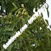 قیمت نهال گردو سولانو پیوندی - نهالستان بانک گردو قیمت نهال گردو سولانو پیوندی - نهالستان بانک گردو