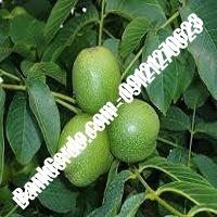 قیمت نهال گردو سیسکو پیوندی - نهالستان بانک گردو قیمت نهال گردو سیسکو پیوندی - نهالستان بانک گردو