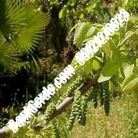 قیمت نهال گردو شارج پیوندی - نهالستان بانک گردو قیمت نهال گردو شارج پیوندی - نهالستان بانک گردو