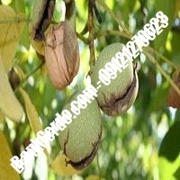 قیمت نهال گردو شهمیرزاد پیوندی - نهالستان بانک گردو قیمت نهال گردو شهمیرزاد پیوندی - نهالستان بانک گردو